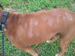 Bệnh nấm da trên chó