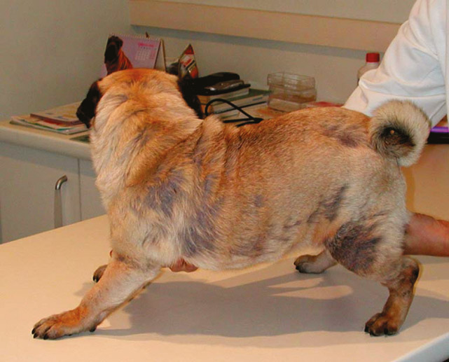 bệnh nấm da trên chó